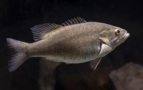 At Gavins Point National Fish Hatchery