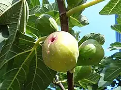Figs in various stages of ripening