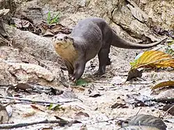 Gray and yellow mustelid on dirt
