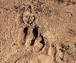 Footprint
