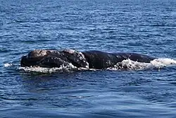 Whale at surface