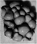 A piece of the posterior wall of the frontal sac. The grooves between the knobs trap a consistent film of air, making it an excellent sound mirror.[119]