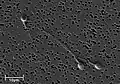 Electron micrograph of human spermatozoa magnified 3140 times.