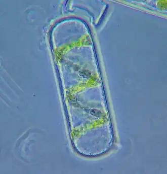 Figure 24. Spyrogira cell (detached from algal filament) under phase contrast