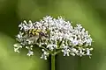 Spotted longhorn (Rutpela maculata) female on V.&nbsp;officinalis