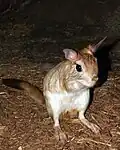 Brown and white rodent standing on its hind legs