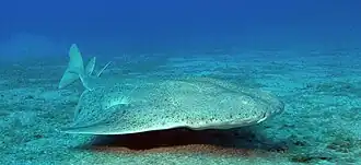 Photo of an angelshark swimming just above the bottom