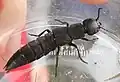 Ocypus olens