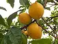 Abiu