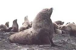 Steller Sea Lion (Bull)