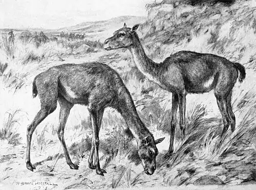 A drawing of two early camels