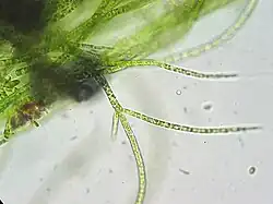 Stigeoclonium