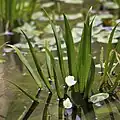 Stratiotes - floating leaved