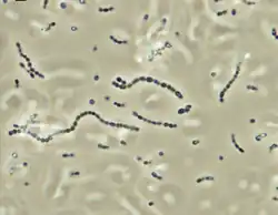Streptococcus iniae, a Gram-positive, sphere-shaped bacteria caused losses in farmed marine and freshwater finfish of US$100 million in 1997.[51]