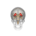 An animation showing the location of the striatum in the human brain.