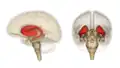 Anatomy of the striatum within the human brain.