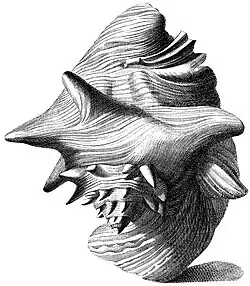 Antique illustration of large sea snail shell with flaring lip, as viewed more or less from the apex