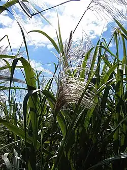 Sugarcane flowering
