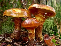 The larch bolete Suillus grevillei, a mycorrhizal mushroom, only grows under larches.[26]