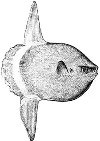 The huge ocean sunfish, a true resident of the ocean epipelagic zone, sometimes drifts with the current, eating jellyfish.