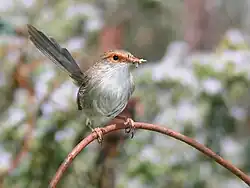 a small brown bird with orange eye-ring and a long tail holding a grasshopper in its bill while sitting on a piece of wire