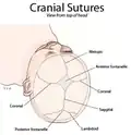 Cranial sutures