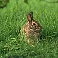 Second trophic level Rabbits eat plants at the first trophic level, so they are primary consumers.