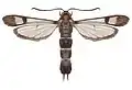 Reduced venation in Synanthedon tipuliformis (Sesiidae)