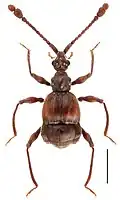 Taiwanophodes minor