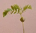 Seedling