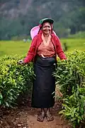 Tea harvester in Sri Lanka