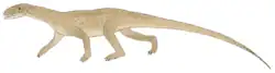 Teleocrater rhadinus