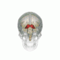 360 rotation of Thalamus