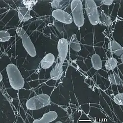 Thermophiles, such as Pyrolobus fumarii, survive well over 100&nbsp;°C.
