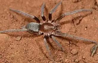 male Theuma elucubata