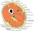 Cross-section through the middle of the thigh.