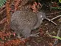 Southern brown kiwi