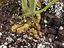 Nematode root-knot caused by Meloidogyne incognita