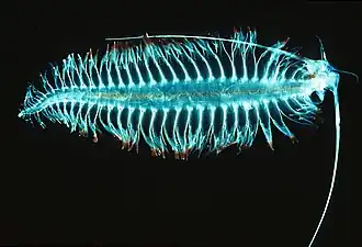 Pelagic gossamer worm