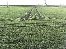 Young winter barley in early November, Scotland, 2009