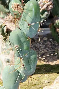 Trichocereus bridgesii monstrose