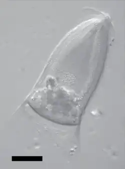 Trichonympha campanula, a mutualist partner of termites