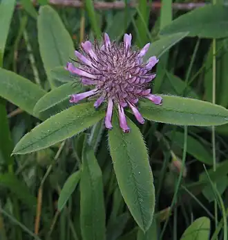 Flower and leaves of T. alpestre (owl-head clover)