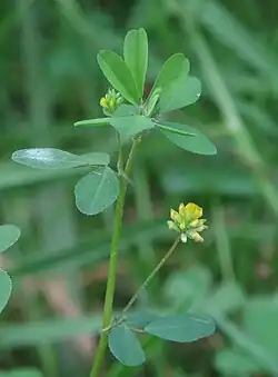 Trifolium dubium (lesser hop trefoil)