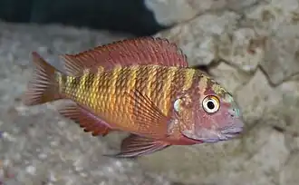 Tropheini (E): Tropheus moorii ("red" Chimba morph) is highly variable and the taxonomy of some of the morphs is questionable[64][65][66]