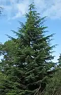 A green tree with numerous needle-like leaves. Other trees appear in the background, as does a clear blue sky.