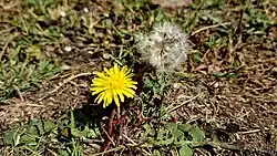 Two stages in the life of a common dandelion: flower head and seed head