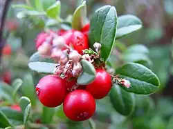 Ripe lingonberries