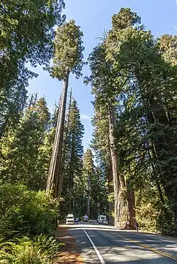 Tallest: Sequoia sempervirens can reach a height of 116.07 metres (380.8&nbsp;ft).[3]
