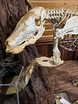 Strong forelimb